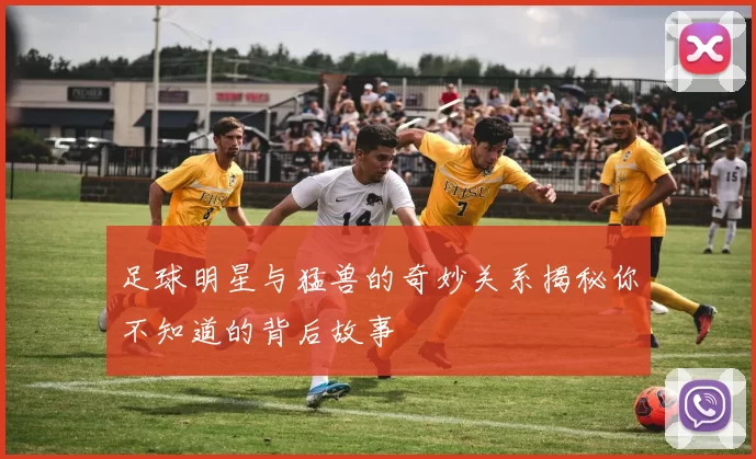 足球明星与猛兽的奇妙关系揭秘你不知道的背后故事